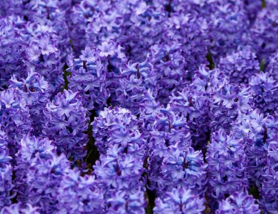 風(fēng)信子象征著什么意思，重生的愛/不同花色不同象征意義