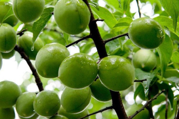 梅子什么時(shí)候成熟季節(jié)