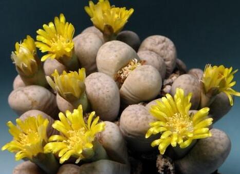 生石花花語(yǔ)是什么，不要送錯(cuò)/代表著堅(jiān)強(qiáng)的性格