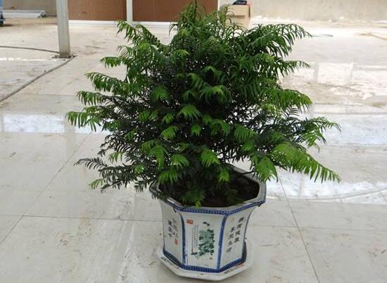 紅豆杉放家哪個(gè)位置好，教你六種最佳擺放地點(diǎn)(招財(cái)生旺)