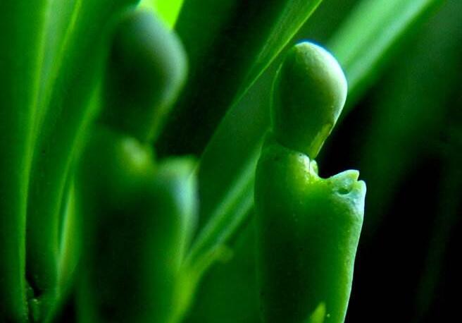 羅漢松果泡酒的方法，制作過程的4步驟