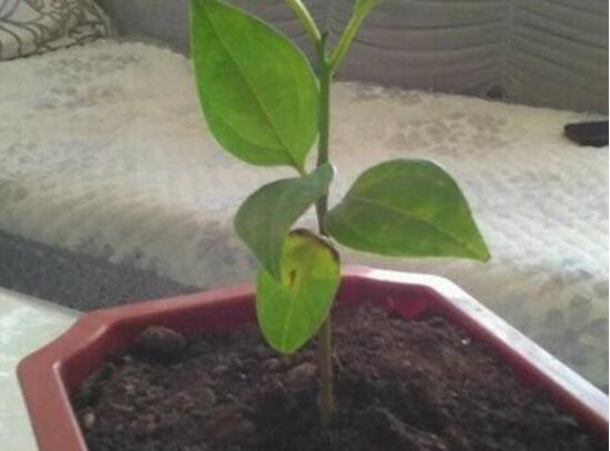 平安樹怎么繁殖，平安樹扦插方法圖解