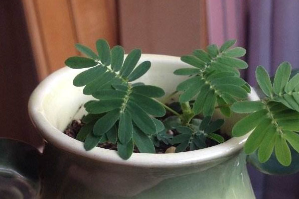 盆栽含羞草的養(yǎng)殖方法和注意事項