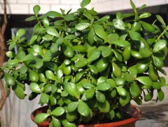 玉樹如何施肥，做到薄肥勤施原則(春夏秋冬)