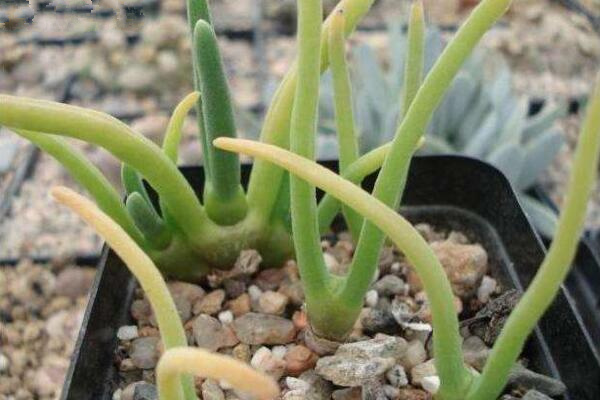 碧光環(huán)能修根換土嗎，建議在每年的春季更換土壤