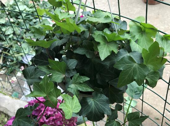 常春藤有什么風(fēng)水作用，常春藤的功效與作用