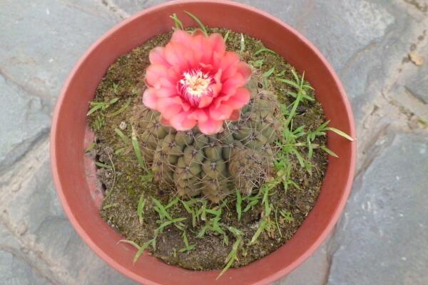 仙人球怎么種植，仙人掌種植經(jīng)驗(yàn)分享