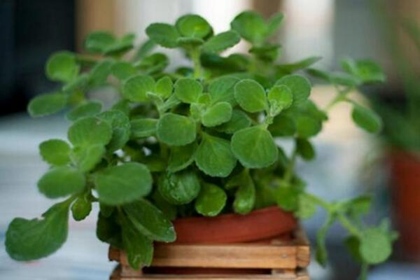 碰碰香老樁怎樣修剪，主要修剪多余的枝條