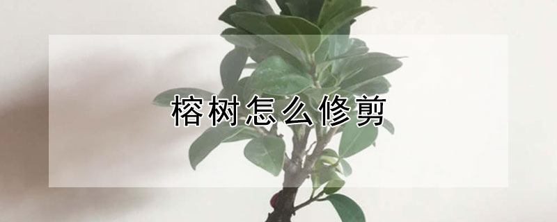榕樹(shù)怎么修剪