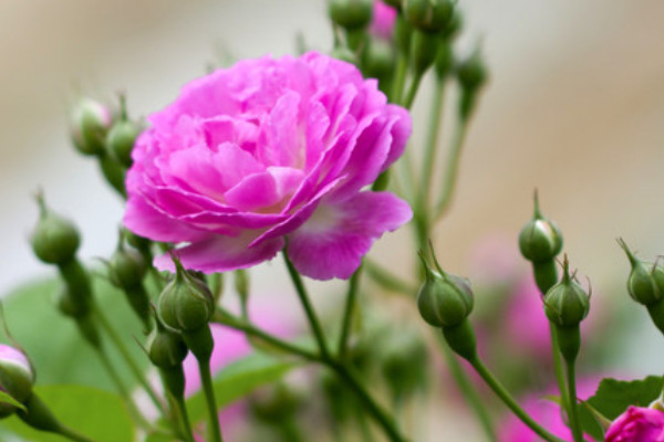 薔薇不長(zhǎng)葉子是為什么