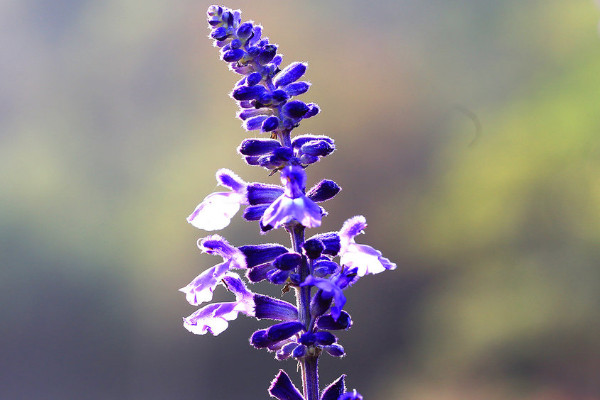 薰衣草的花語是什么，等待愛情/幸福長久等