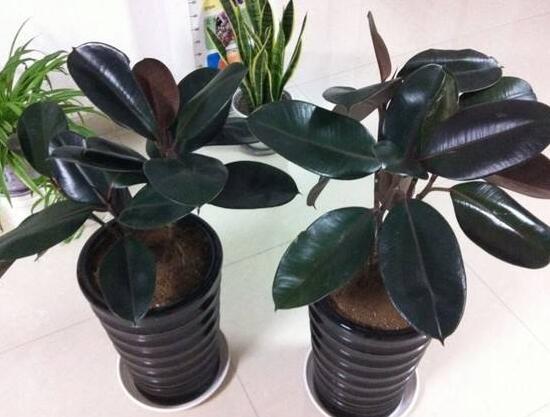 橡皮樹(shù)有幾個(gè)品種，橡皮樹(shù)品種圖片大全