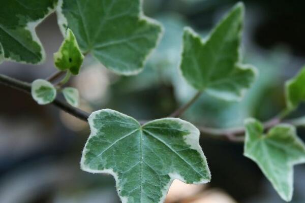 常春藤水澆多了怎么辦，脫盆晾土，重新栽種