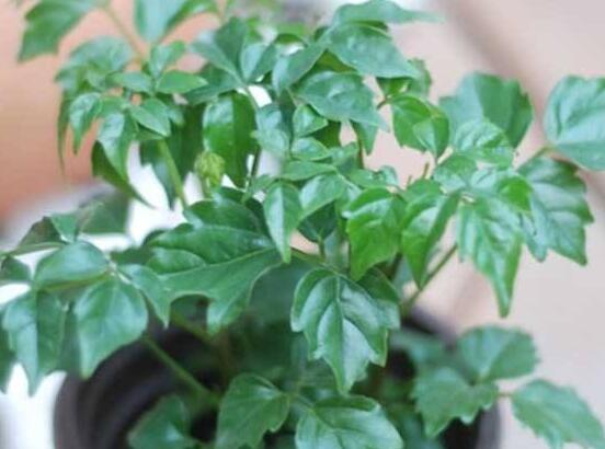 幸福樹開花什么預(yù)兆、寓意著家庭和睦，幸?？鞓?吉兆)