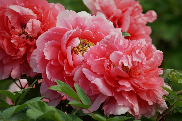 牡丹花的養(yǎng)護方法