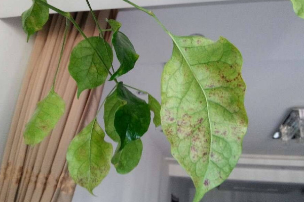 幸福樹上有白色絮狀物怎么辦，修剪后噴灑藥劑