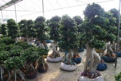 關(guān)于榕樹(shù)的介紹，基本信息以及主要價(jià)值介紹