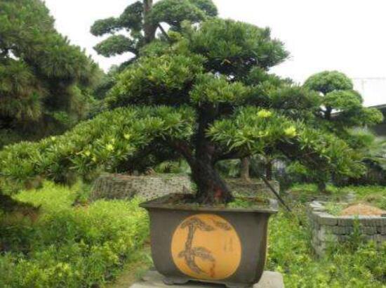 羅漢松能種大門兩邊嗎，可以/趨吉避兇、辟邪化煞