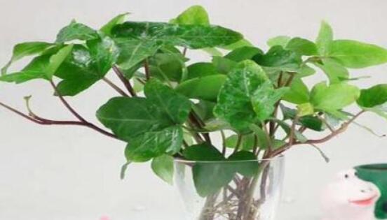 常春藤水培怎么生根快，教你六大方法快速生根