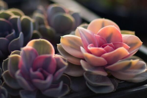 寶石花的花語(yǔ)及傳說(shuō)，代表著富貴、永恒