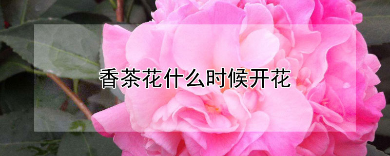香茶花什么時(shí)候開花