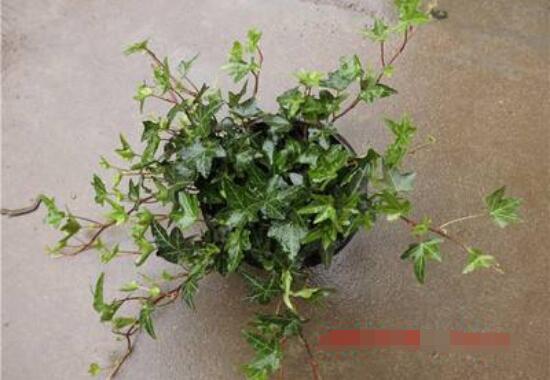 常青藤除甲醛嗎，每平方米可吸收甲醛1.48毫克