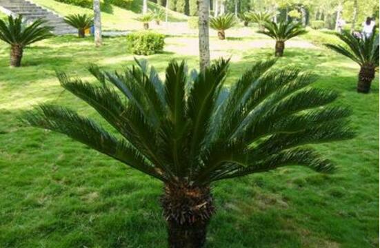 鐵樹(shù)爛根怎么辦，鐵樹(shù)爛根解決辦法