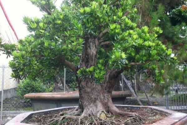 羅漢松的養(yǎng)殖方法