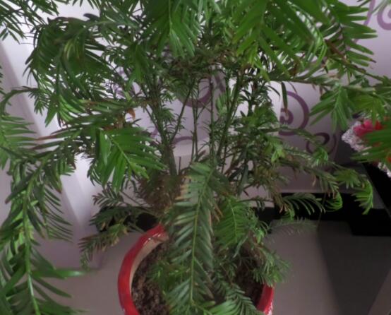 紅豆杉放家哪個(gè)位置好，教你六種最佳擺放地點(diǎn)(招財(cái)生旺)