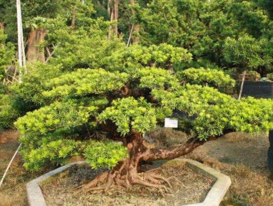 羅漢松盆景施肥，做好以有機液肥、稀薄的餅肥水為主