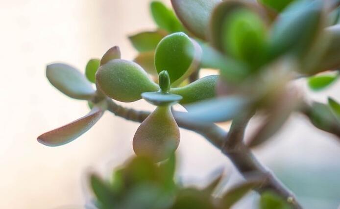 燕子掌生蟲了怎么辦，4種不同的病蟲害治療方法