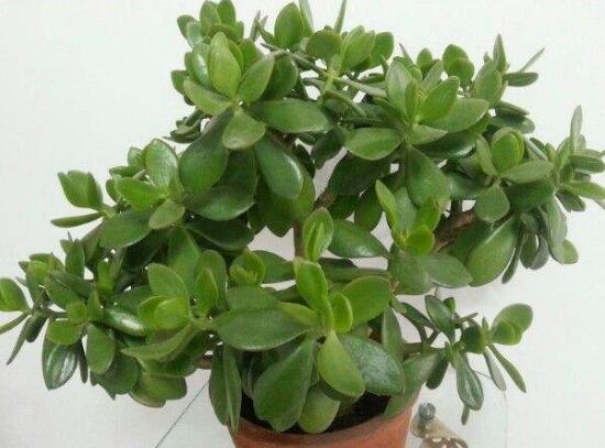 玉樹(shù)怎么澆水效果最好，不干不澆、澆則澆透