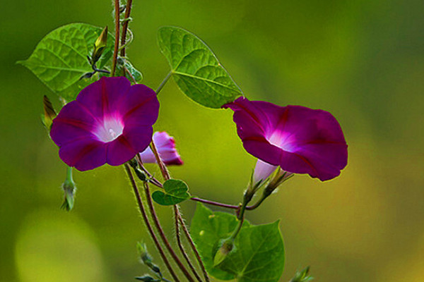 怎樣讓牽?；ńY(jié)籽