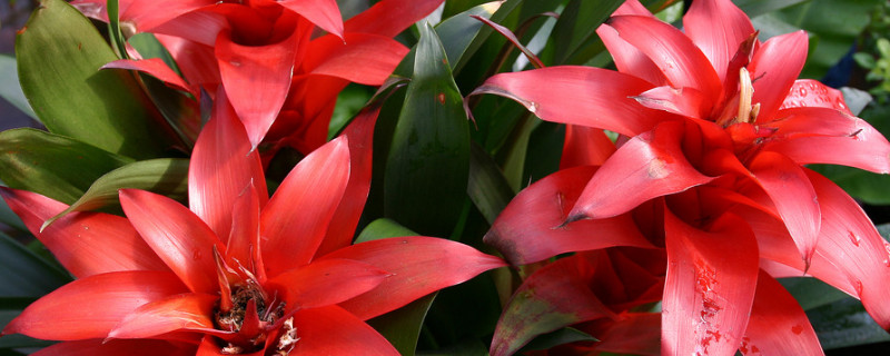 鴻運(yùn)當(dāng)頭怎么養(yǎng)才開(kāi)花