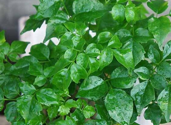 幸福樹開花什么預(yù)兆、寓意著家庭和睦，幸?？鞓?吉兆)