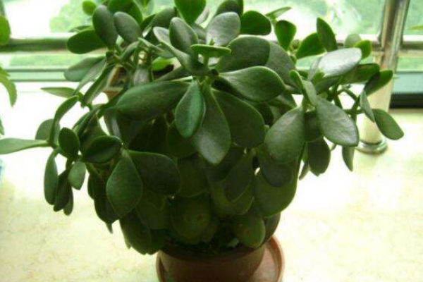 燕子掌葉片可以扦插嗎，4步即可完成燕子掌葉插