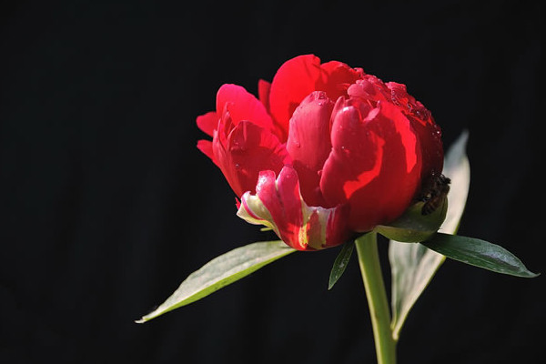 芍藥根種下多久發(fā)芽