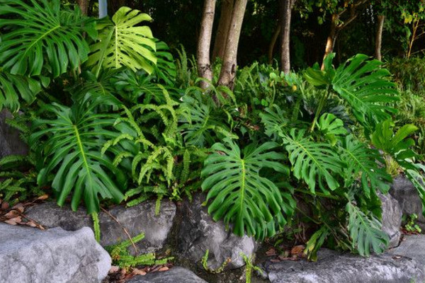 龜背竹葉子邊緣發(fā)黃怎么辦，控制溫度并做好遮陰措施