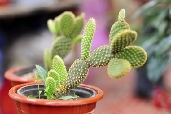 仙人掌怎么養(yǎng)可以又粗又壯，做到四個要點高枕無憂(健壯)