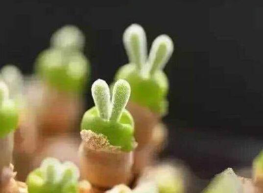 碧光環(huán)用什么樣的土，最好配制適合植物生長的透氣土壤