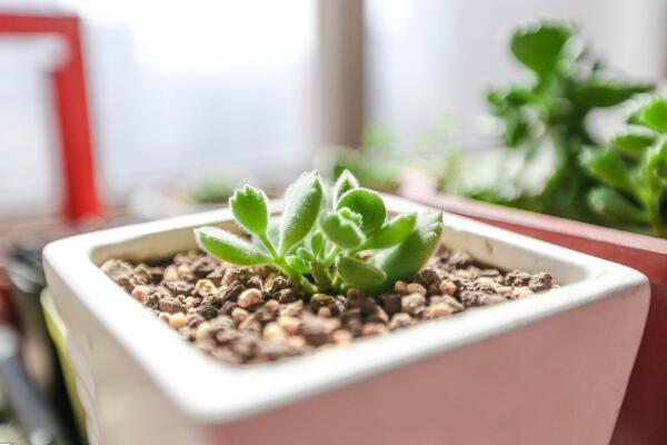 熊童子夏季種的怎么服盆，5步可讓植株迅速服盆