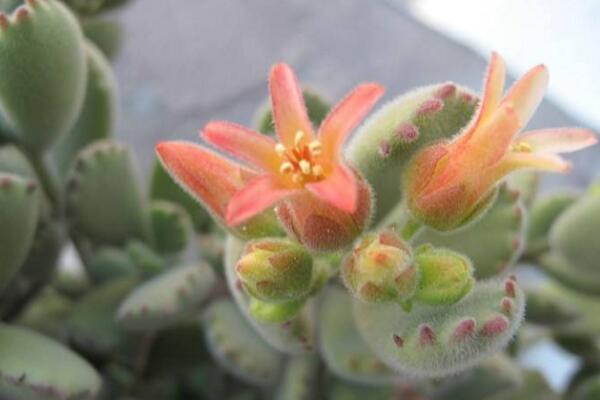 熊童子開花的寓意，生機(jī)勃勃與活力四射