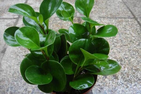 碧玉花開花嗎，每年開花兩次