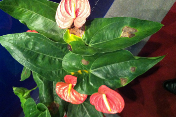 紅掌葉尖發(fā)黃怎么補(bǔ)救