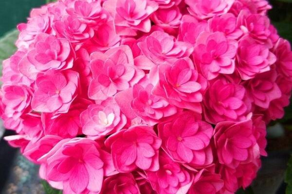 太陽神殿繡球如何養(yǎng)