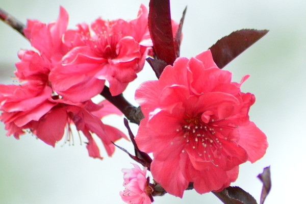 紅梅葉子蔫了怎么補(bǔ)救