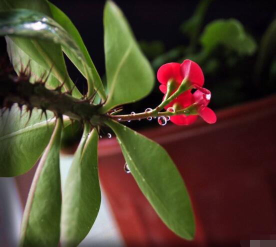 虎刺梅冬天養(yǎng)殖的禁忌，做好四個要點便可安然過冬