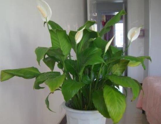 一帆風(fēng)順澆什么水好，澆淘米水、池塘水使枝葉青翠碧綠