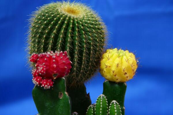 仙人球什么季節(jié)開(kāi)花，夏季是仙人球的盛花期