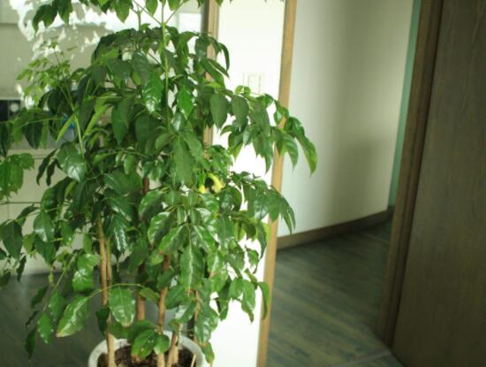 幸福樹開花什么預(yù)兆、寓意著家庭和睦，幸?？鞓?吉兆)